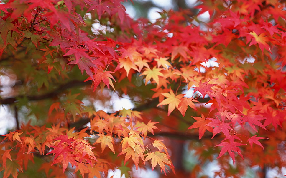photo of yellow and red leaf tree HD wallpaper