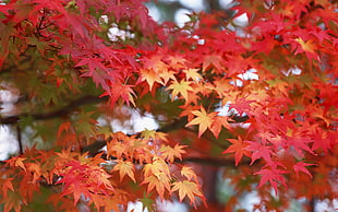 photo of yellow and red leaf tree