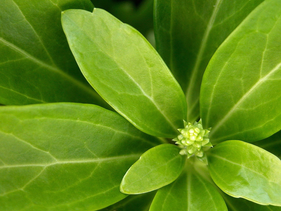 green leaf plant HD wallpaper