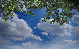 flight of black birds under gray skies