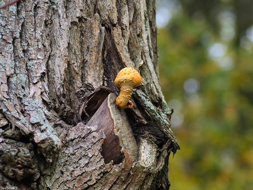 yellow mushroom HD wallpaper