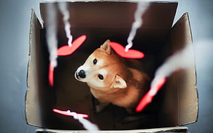 tan Shiba Inu puppy HD wallpaper