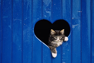 long-fur black cat on heart shaped hole on wall