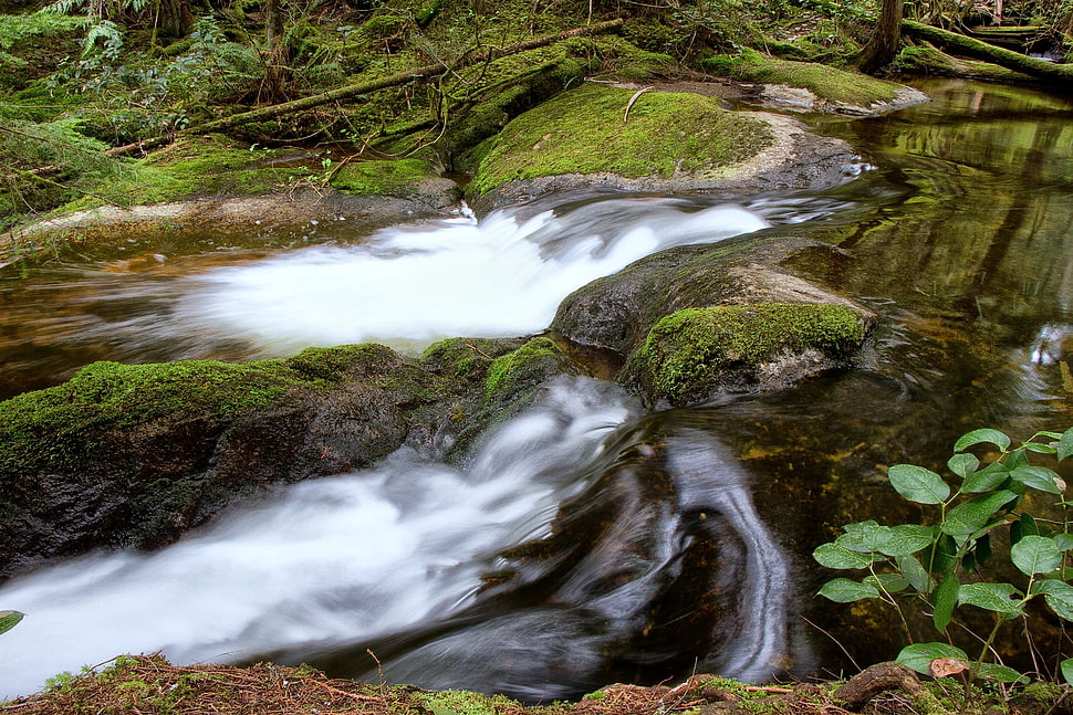 timelapse photography of flowing river on forest during daytime HD wallpaper
