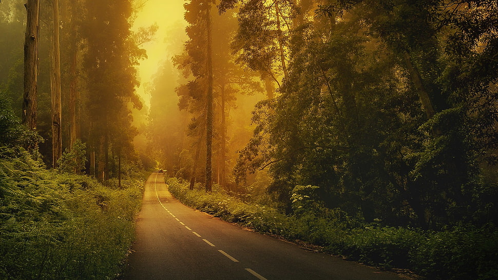 green leafed trees, car, road, forest, trees HD wallpaper