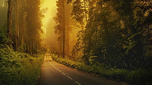 green leafed trees, car, road, forest, trees
