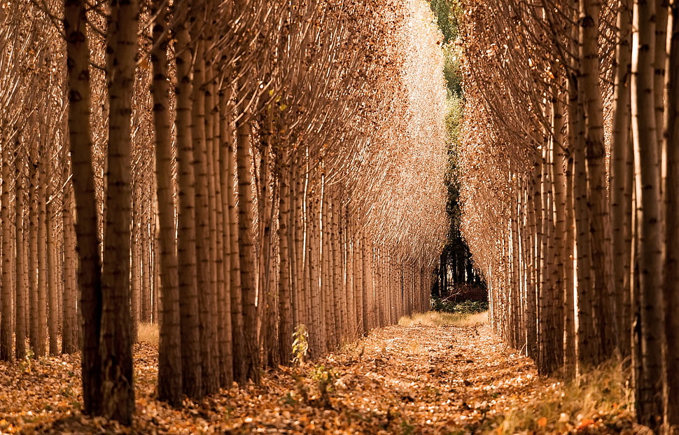 brown leaf trees, fall, trees, landscape, nature HD wallpaper
