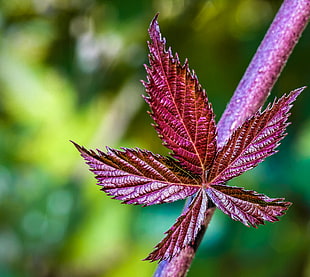 selective focus photography of leaf, blackberry HD wallpaper