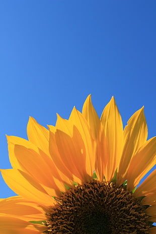 yellow sunflower closeup photography HD wallpaper