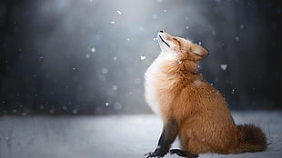 red fox, fox, landscape, animals