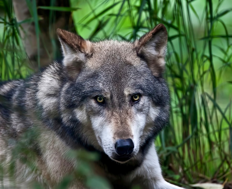 brown and black wolf HD wallpaper