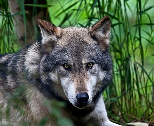 brown and black wolf