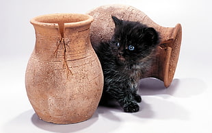 selective focus photography of black kitten between two brown stoneware vases