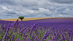 purple petaled flower field with green leaf tree under cloudy sky during daytime