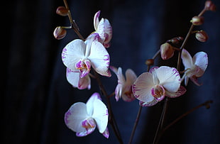 closeup photography of white moth orchid