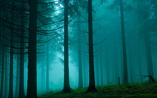 trees covered by fog HD wallpaper