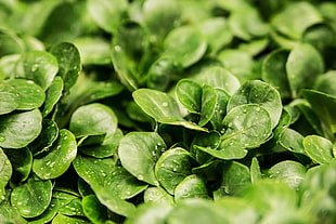 closeup photography of green leaf plants HD wallpaper
