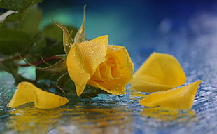 photo of yellow rose