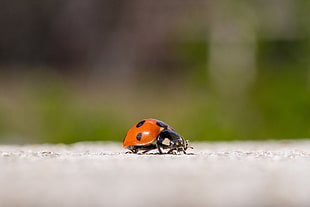 lady bug photogrpahy HD wallpaper