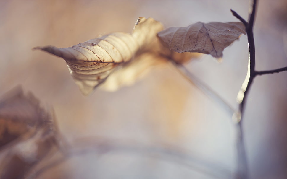 sheet, fall, nature, macro HD wallpaper