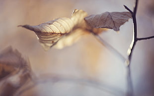 sheet, fall, nature, macro