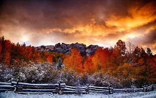 red trees, nature, fall, snow, landscape
