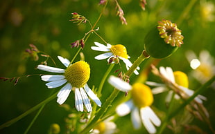 selective focus photograph of daisies