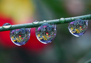 shallow focus photography of water drops on stem