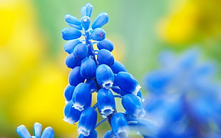 selective focus photography of blue petal flowers