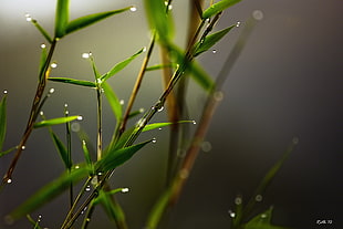 selective focus photography of water drops on green leaf plant