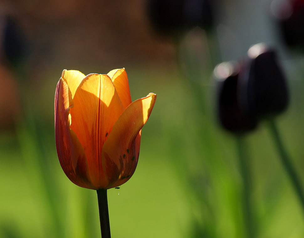shallow  focus photography of brown tulips, aphid HD wallpaper