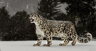 brown and black lynx, snow leopards, snow, nature, animals