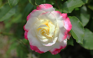 white and red rose