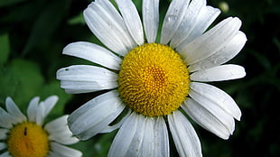 selective focus of white daisy flower