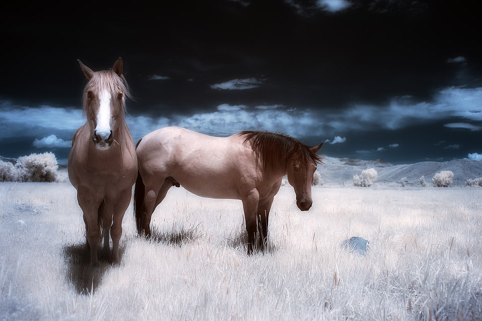 two brown horse on grass open field HD wallpaper