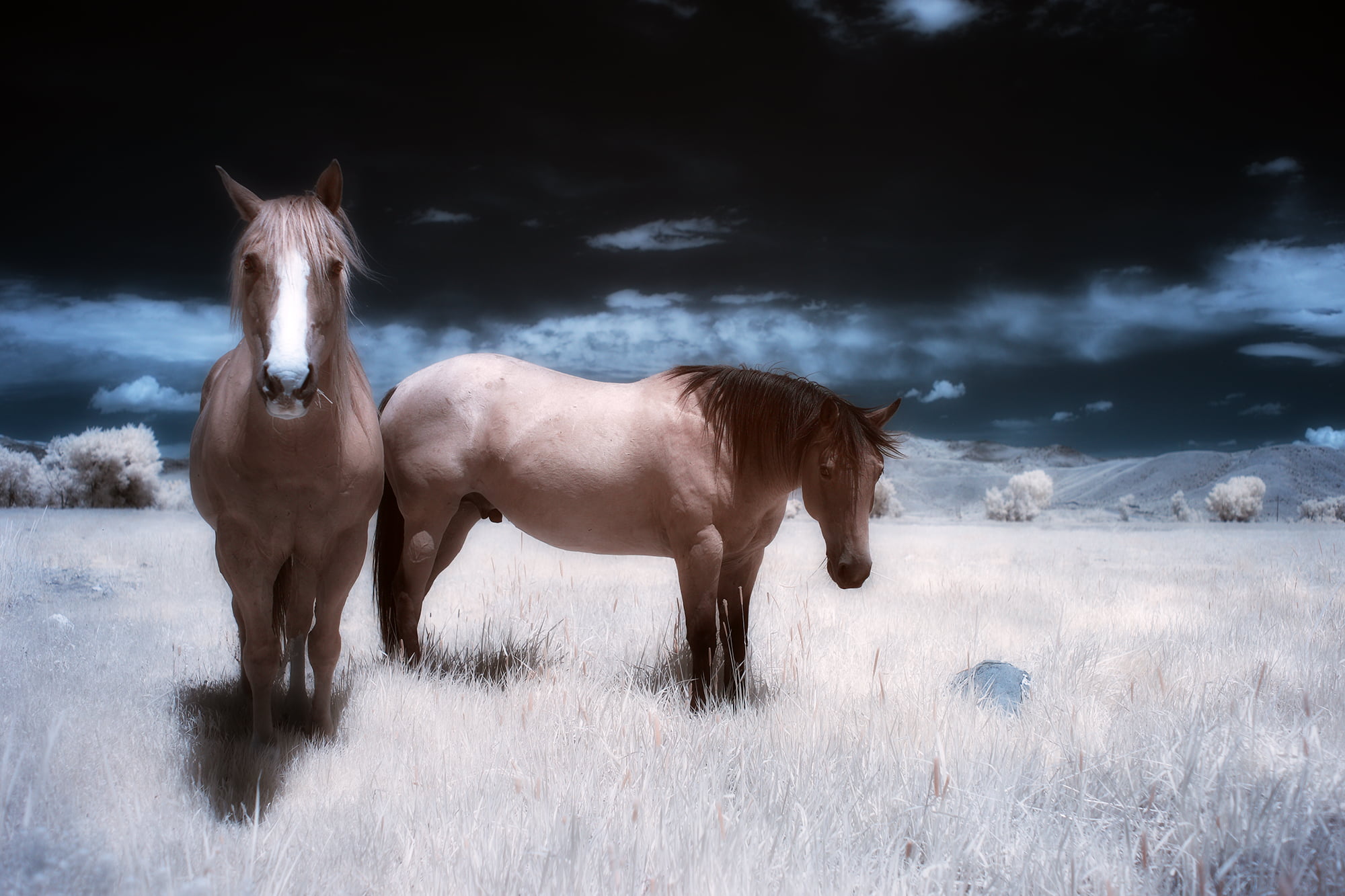 Бурая лошадь. Лошадь 18. Инфракрасный снимок лошади. Картина коричневая лошадь на сером фоне.