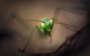 green and yellow plastic toy, Praying Mantis, insect, animals HD wallpaper
