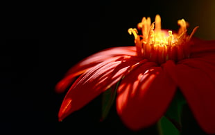 red Daisy flower in close-up photo