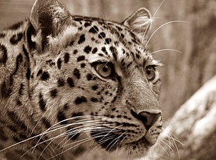 grayscale photo of Panthera Onca