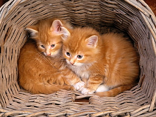 two orange Tabby kittens on brown woven basket