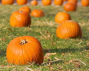 a lot of pumpkins on a field during day time, pasadena HD wallpaper