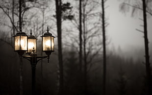 black metal 3-light post lamp, street light, trees, lights, mist