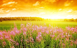 pink clustered flowers in green grass field