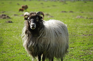focus photography of white ram standing on green grasses during daytime, sheep