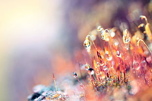 macro photography of water dews HD wallpaper