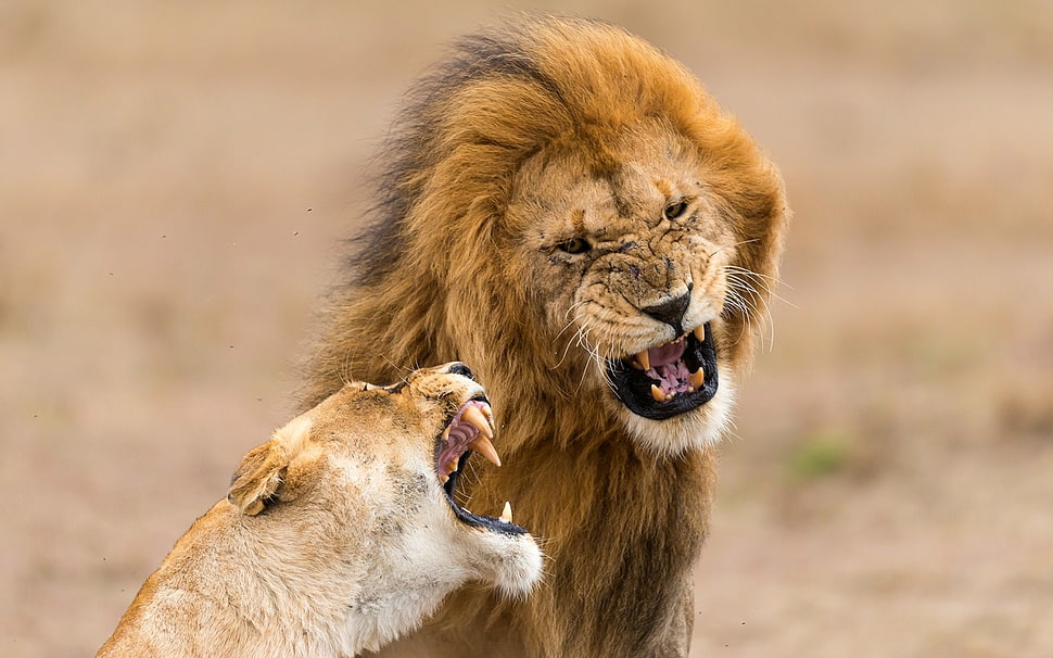 growling lion and lioness HD wallpaper