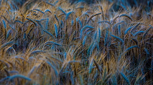 blue and brown gass, nature, plants, wheat