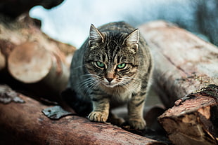 brown Tabby cat stepping on the firewood HD wallpaper