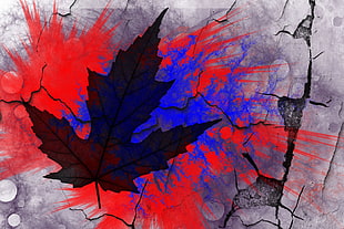 black and blue maple leaf digital wallpaper