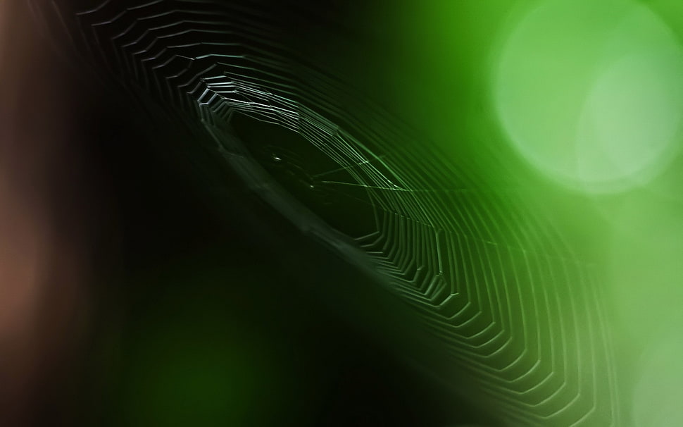 closeup photography of Spider Web HD wallpaper